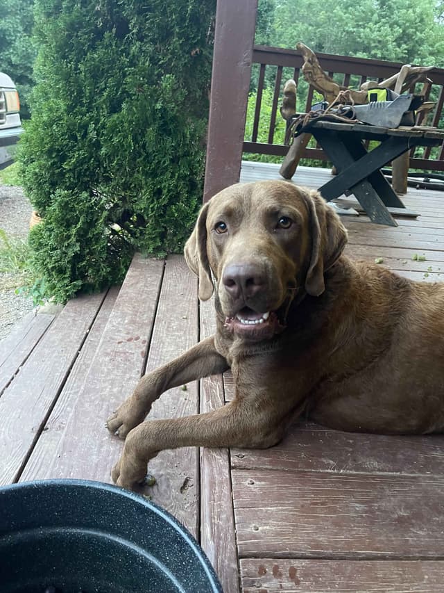 From the duck blind to your living room these pups are your dream come media 18