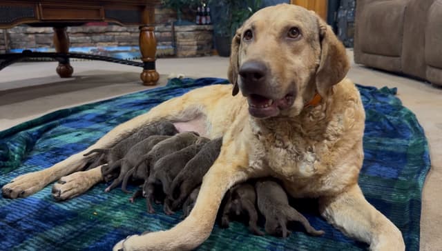 From the duck blind to your living room these pups are your dream come media 19