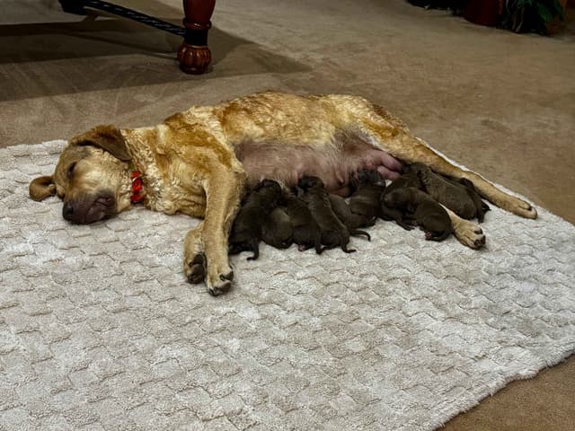 From the duck blind to your living room these pups are your dream come media 20