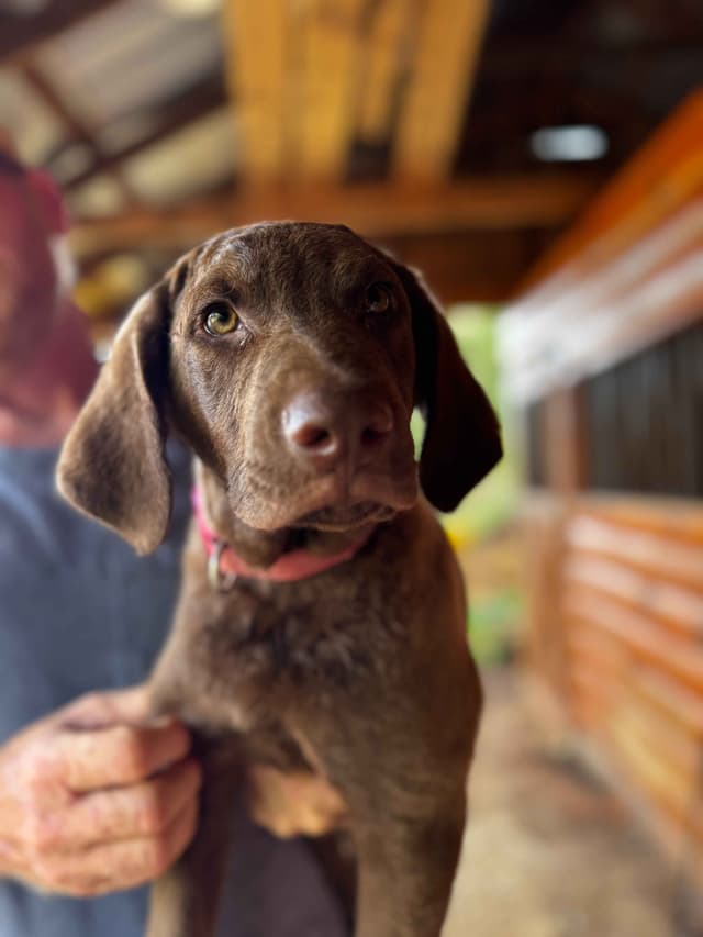 From the duck blind to your living room these pups are your dream come media 21