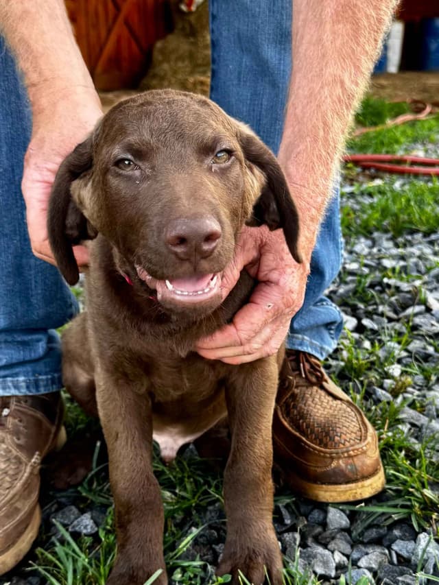 From the duck blind to your living room these pups are your dream come media 22
