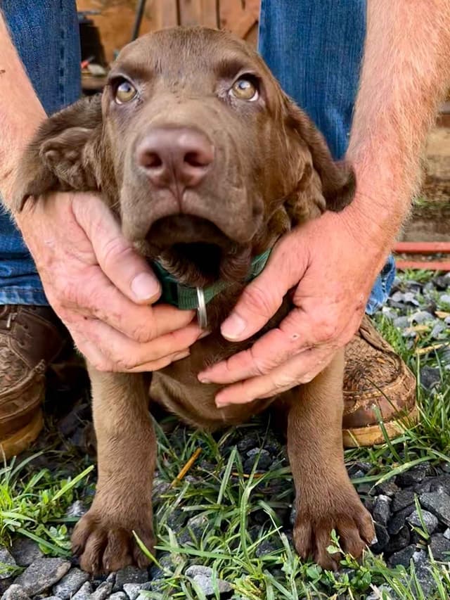 From the duck blind to your living room these pups are your dream come media 23