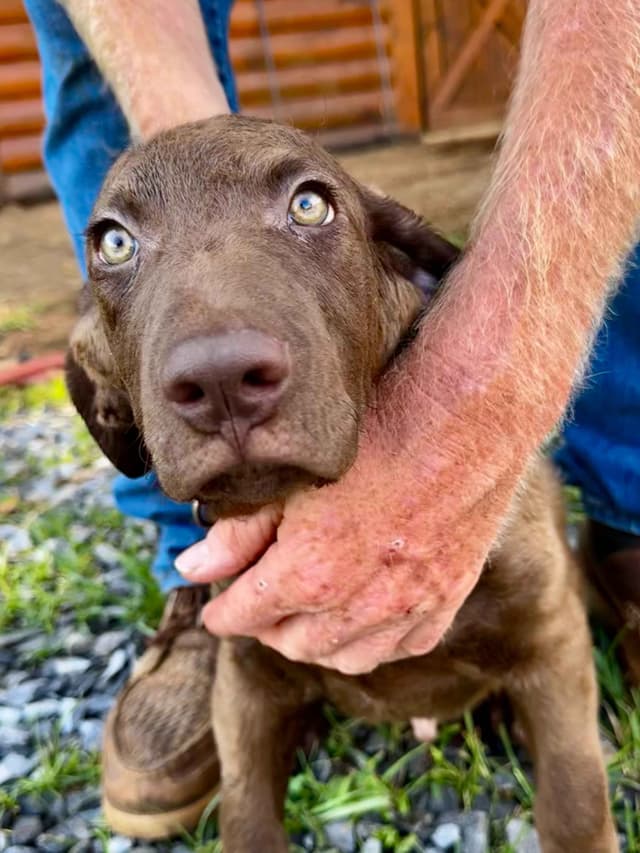 From the duck blind to your living room these pups are your dream come media 24