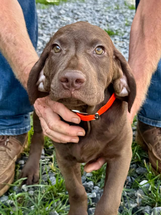 From the duck blind to your living room these pups are your dream come media 25