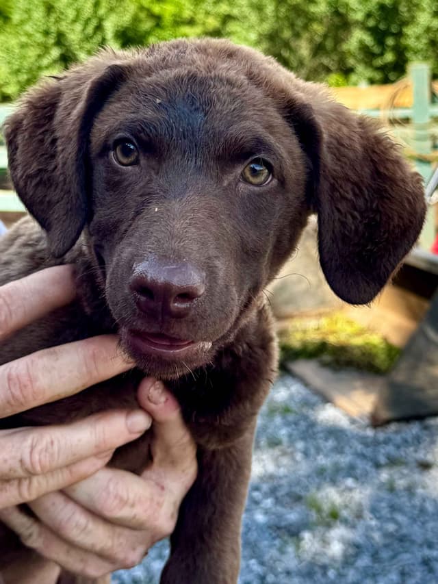 From the duck blind to your living room these pups are your dream come media 26