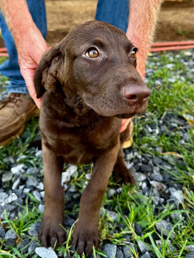 From the duck blind to your living room these pups are your dream come media 27