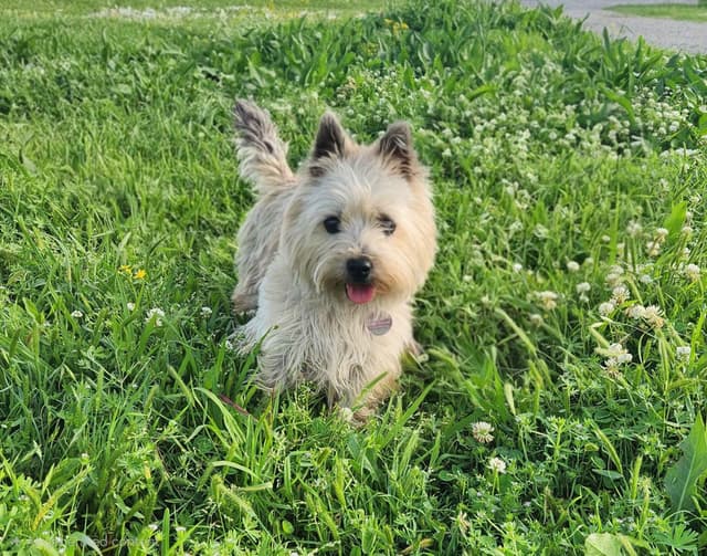 Cairn Terrier Puppies media 4