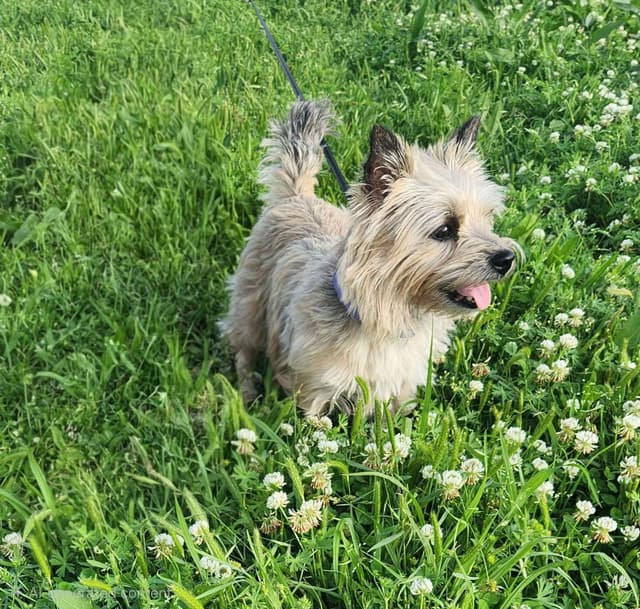 Cairn Terrier Puppies media 5