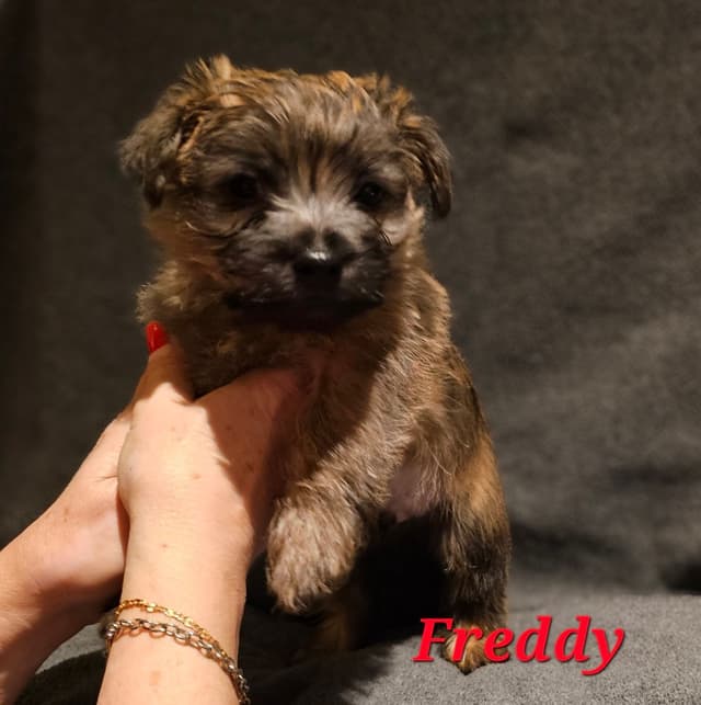 Cairn Terrier Puppies media 4