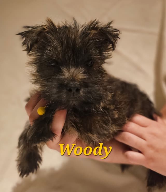 Cairn Terrier Puppies media 3