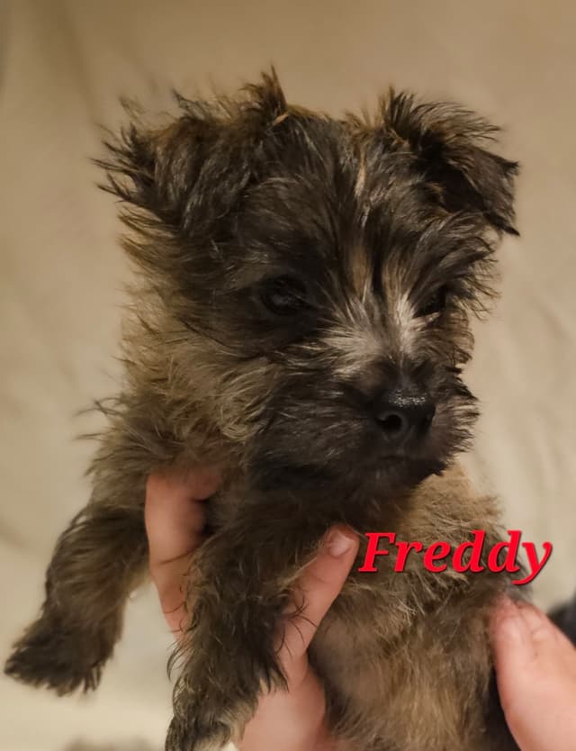 Cairn Terrier Puppies media 3