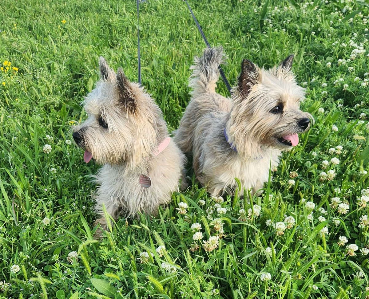 Cairn Terrier Puppies breeder image 1