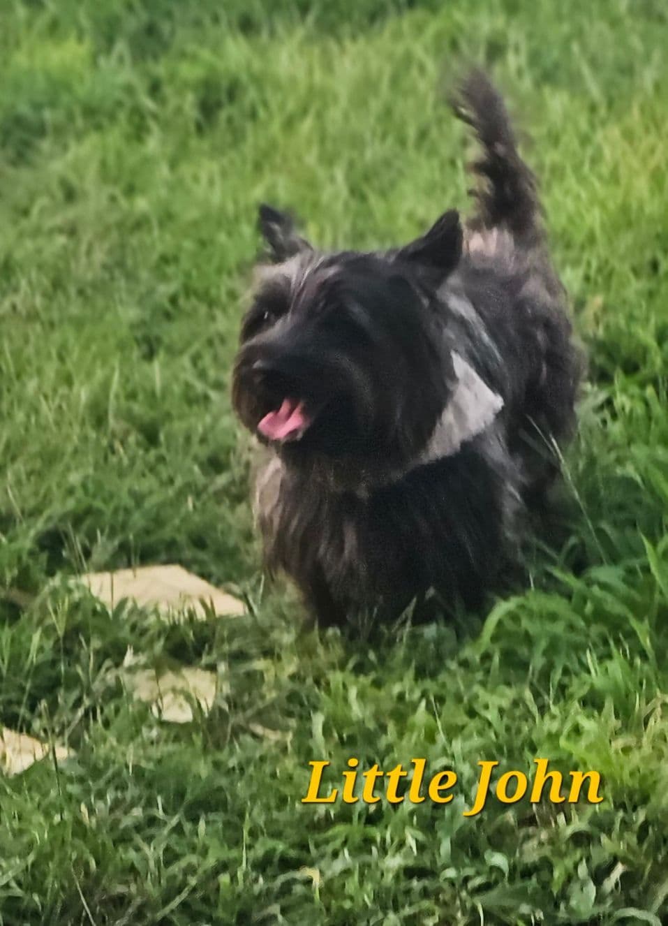 Cairn Terrier Puppies breeder image 2
