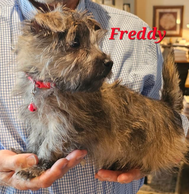 Cairn Terrier Puppies media 2
