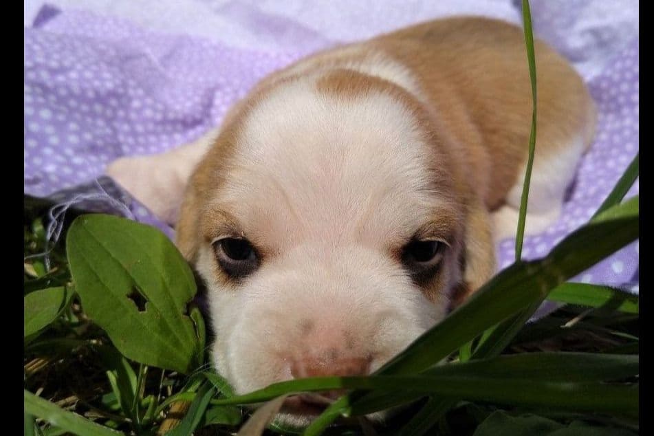 Rosehaven's Beagle Puppies breeder image 11