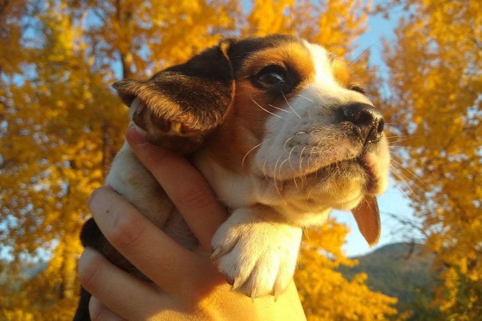Rosehaven's Beagle Puppies breeder image 12