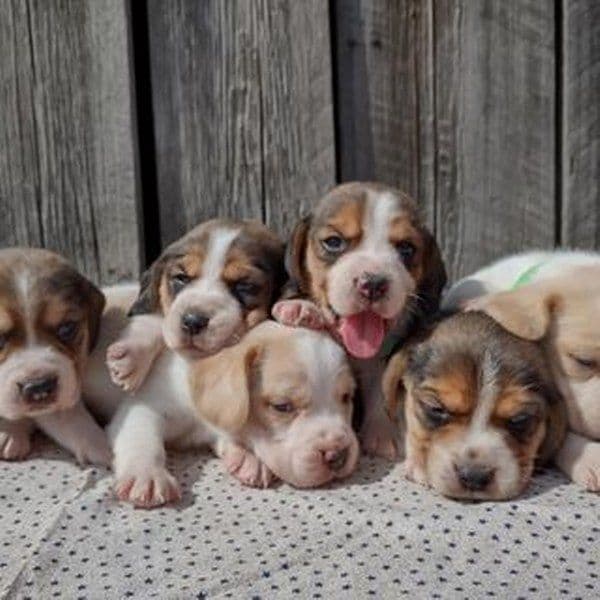 Rosehaven's Beagle Puppies breeder image 3