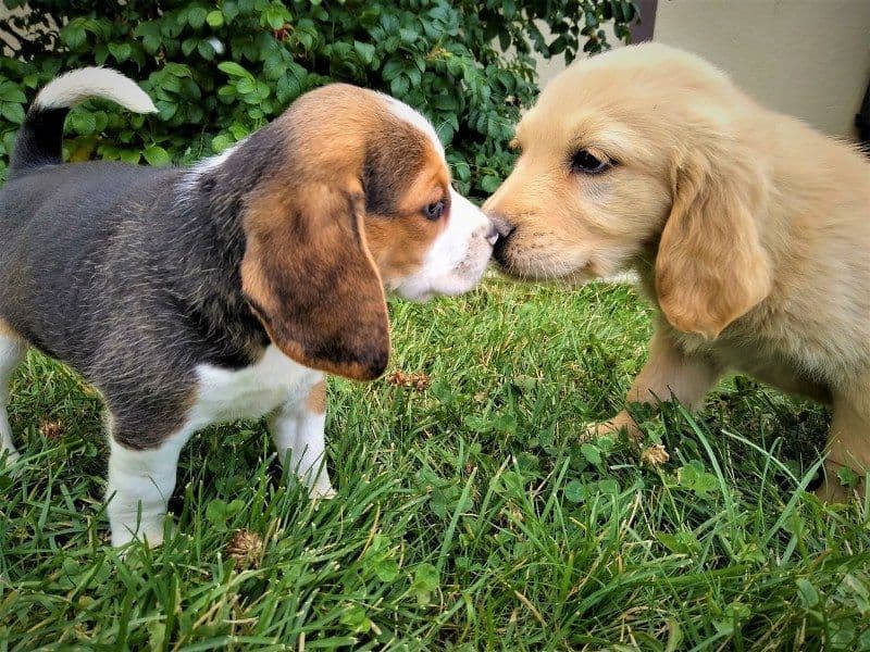 Rosehaven's Beagle Puppies breeder image 13