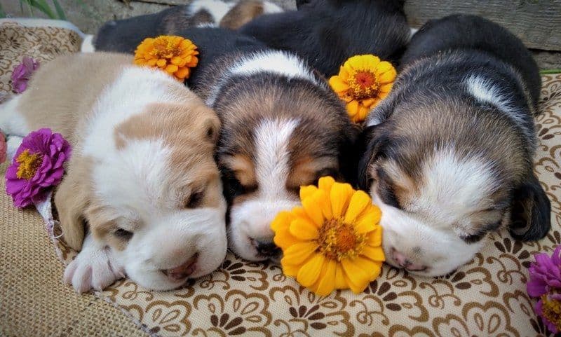 Rosehaven's Beagle Puppies breeder image 15