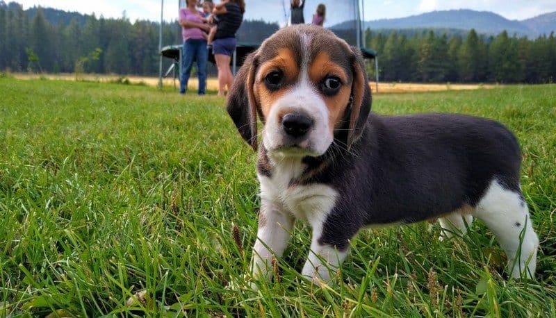 Rosehaven's Beagle Puppies breeder image 16