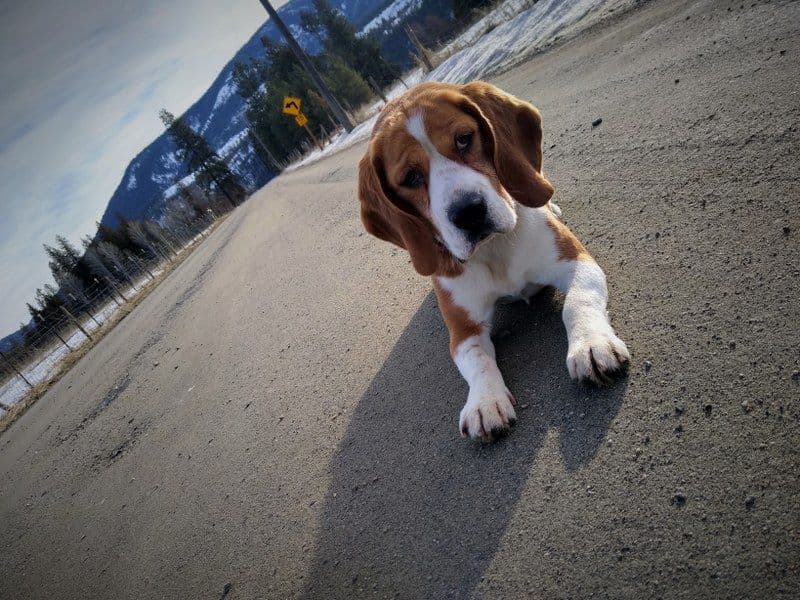 Rosehaven's Beagle Puppies breeder image 17