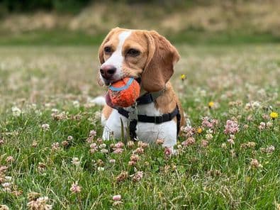 Rosehaven's Beagle Puppies breeder image 18