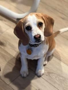Rosehaven's Beagle Puppies breeder image 19