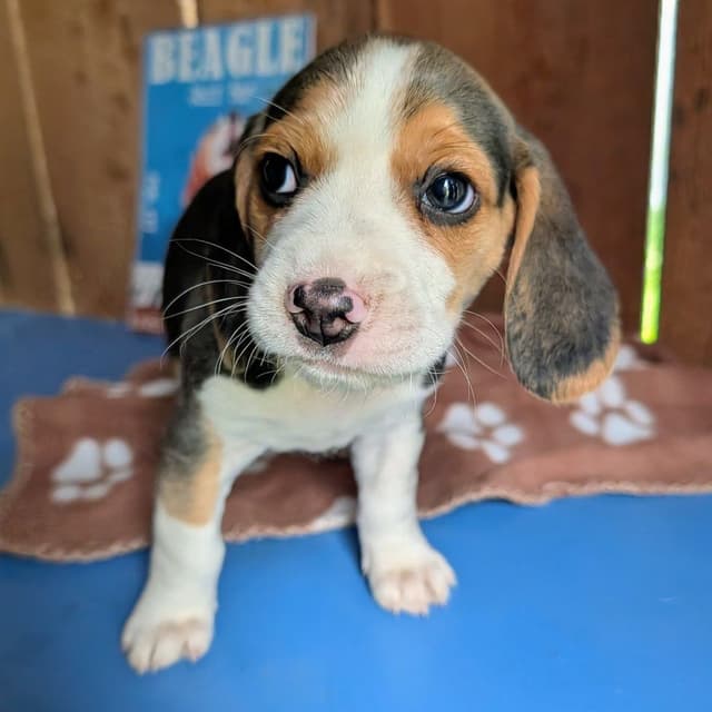 Rosehaven's Beagle Puppies media 4