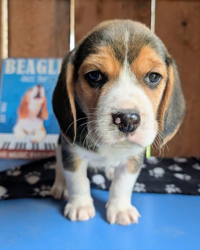 Rosehaven's Beagle Puppies media 5