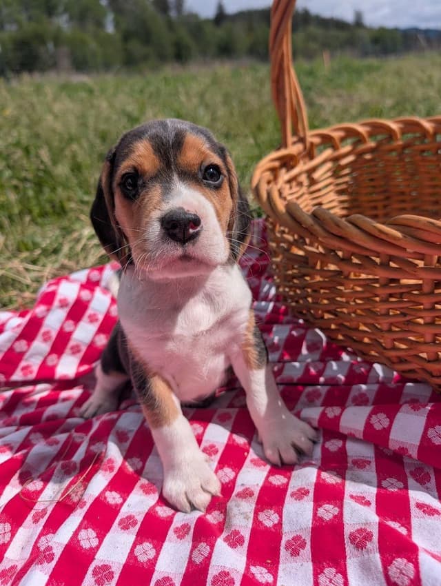 Rosehaven's Beagle Puppies media 2