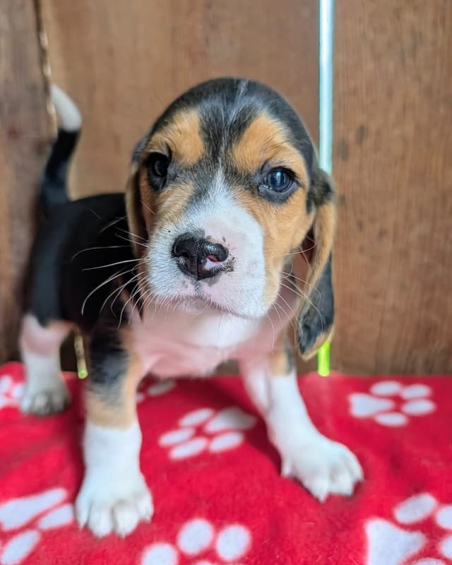 Rosehaven's Beagle Puppies media 6
