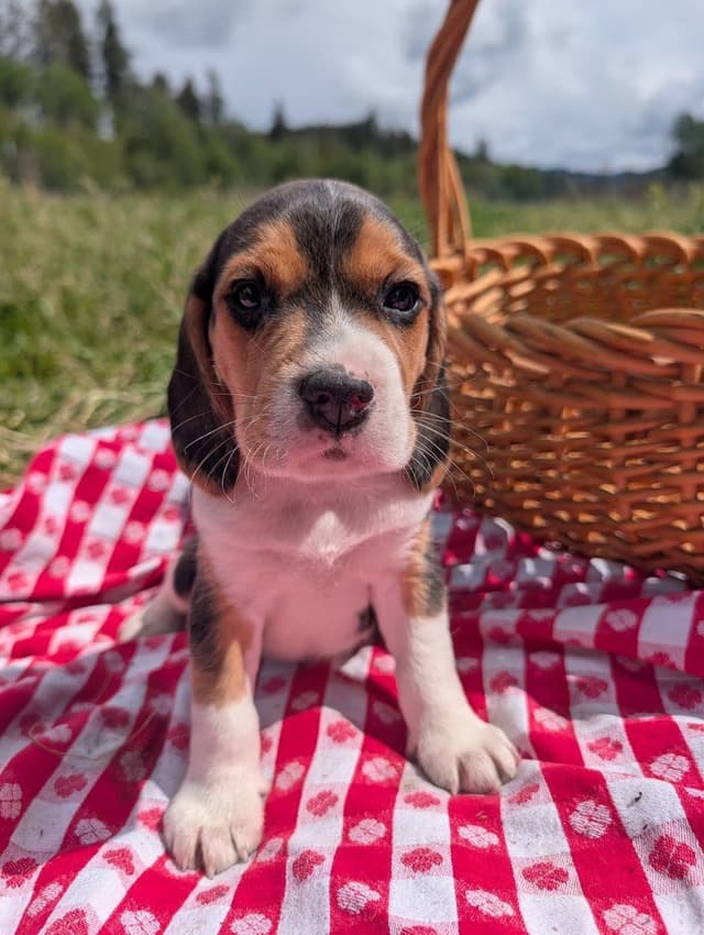 Rosehaven's Beagle Puppies media 8