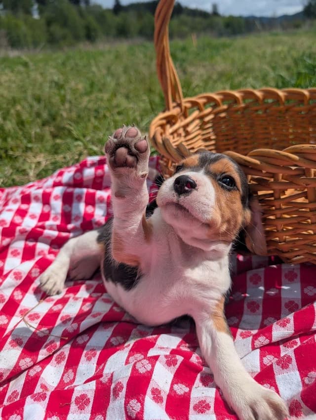 Rosehaven's Beagle Puppies media 7