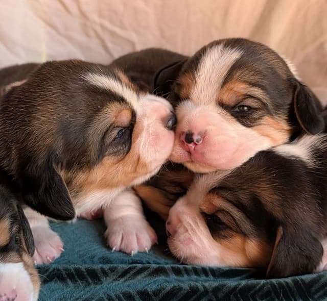 Rosehaven's Beagle Puppies media 9