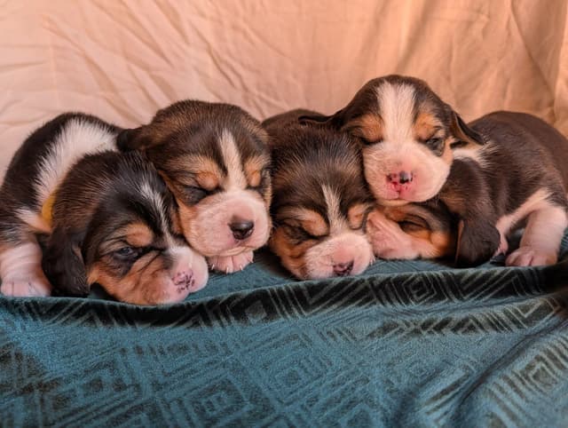 Rosehaven's Beagle Puppies media 10