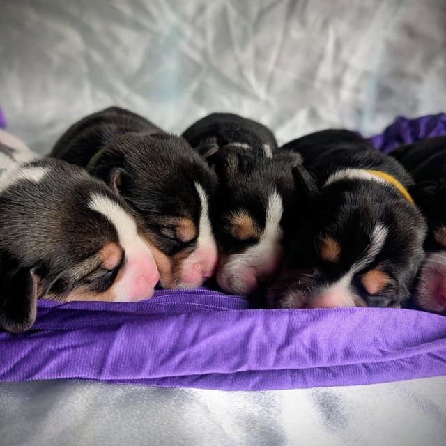 Rosehaven's Beagle Puppies media 11