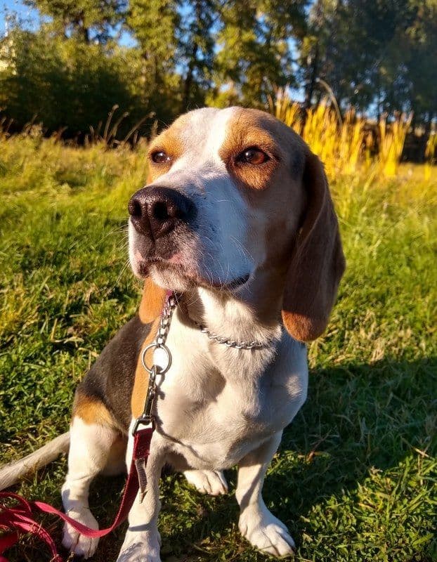 Rosehaven's Beagle Puppies media 12