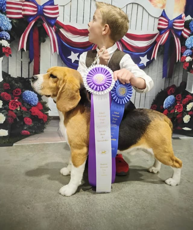 Rosehaven's Beagle Puppies media 13