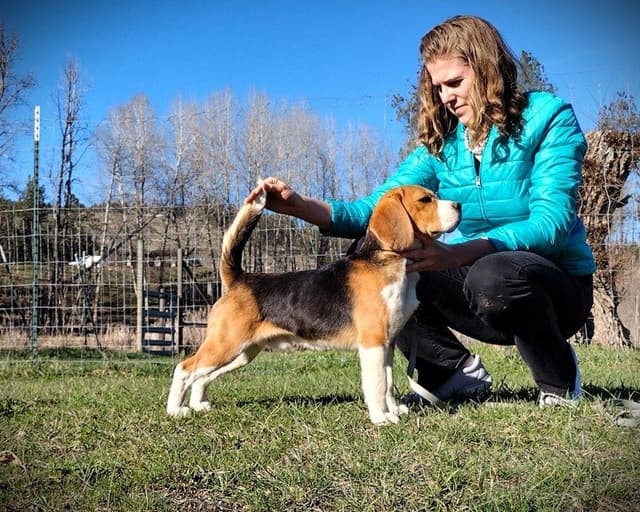 Rosehaven's Beagle Puppies media 14
