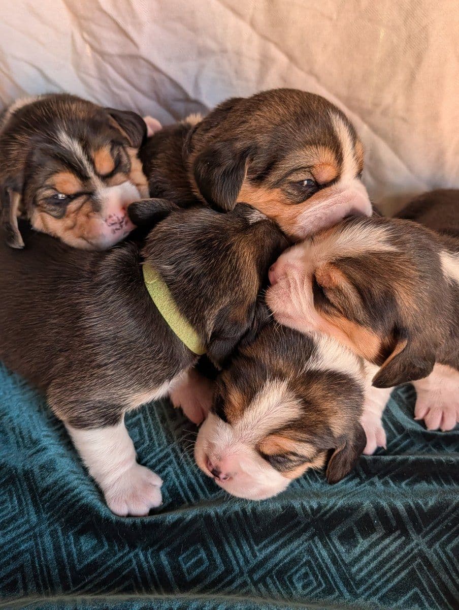 Rosehaven's Beagle Puppies breeder image 25