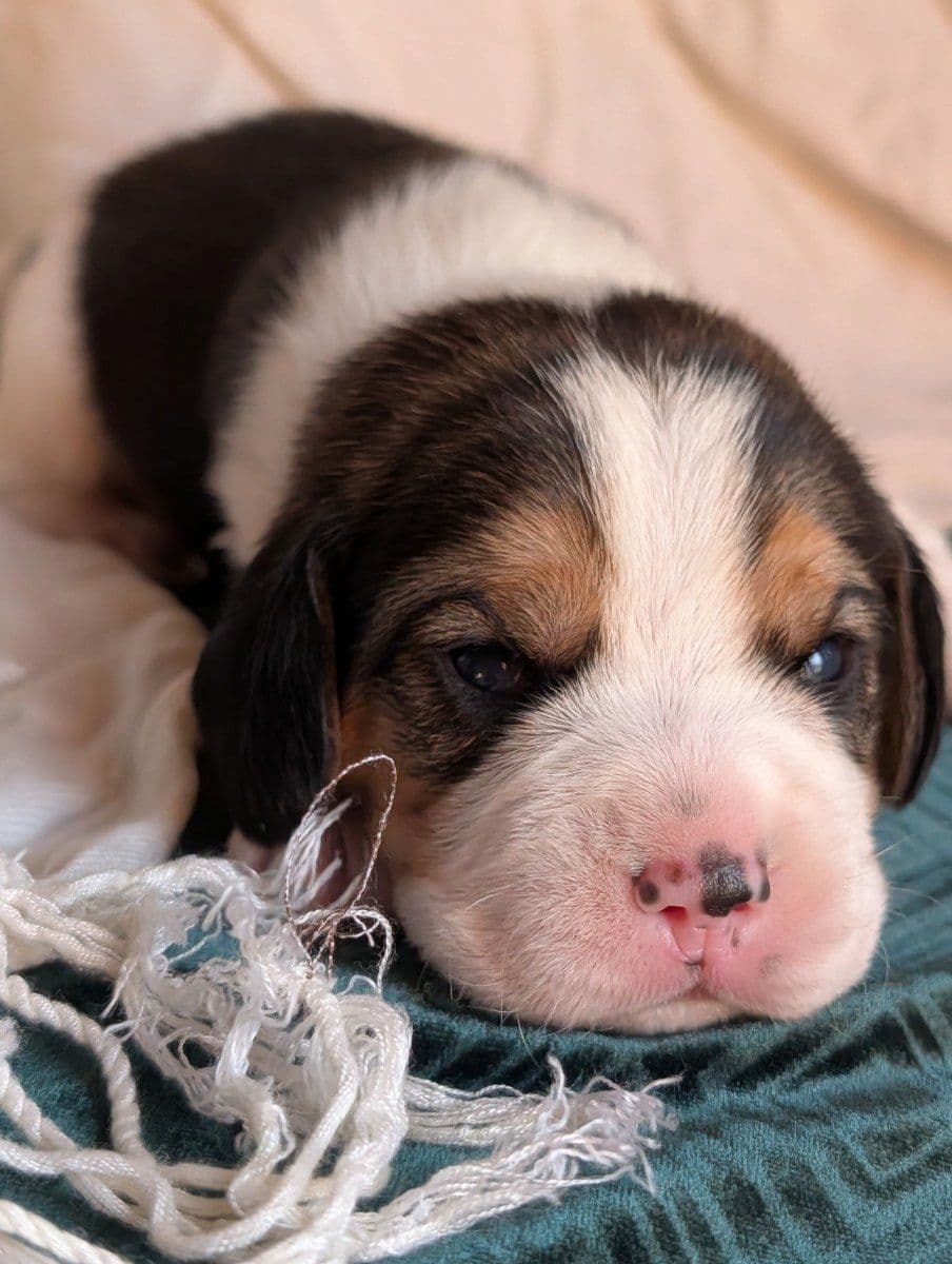 Rosehaven's Beagle Puppies breeder image 26