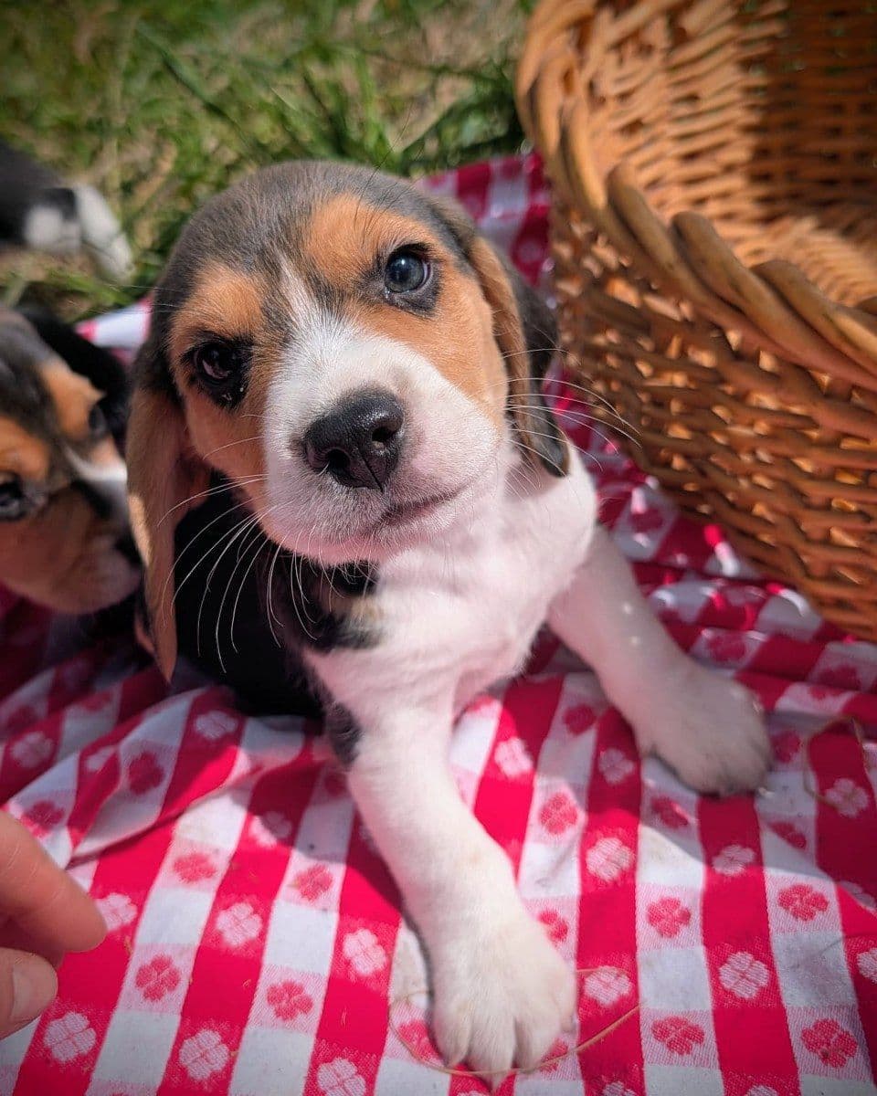 Rosehaven's Beagle Puppies breeder image 14