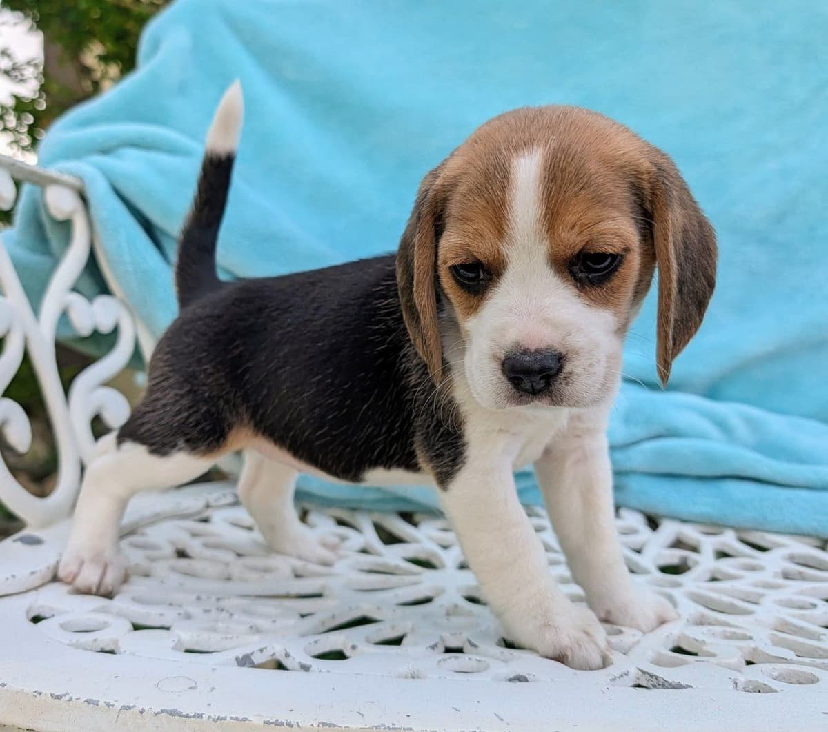 Rosehaven's Beagle Puppies breeder image 6