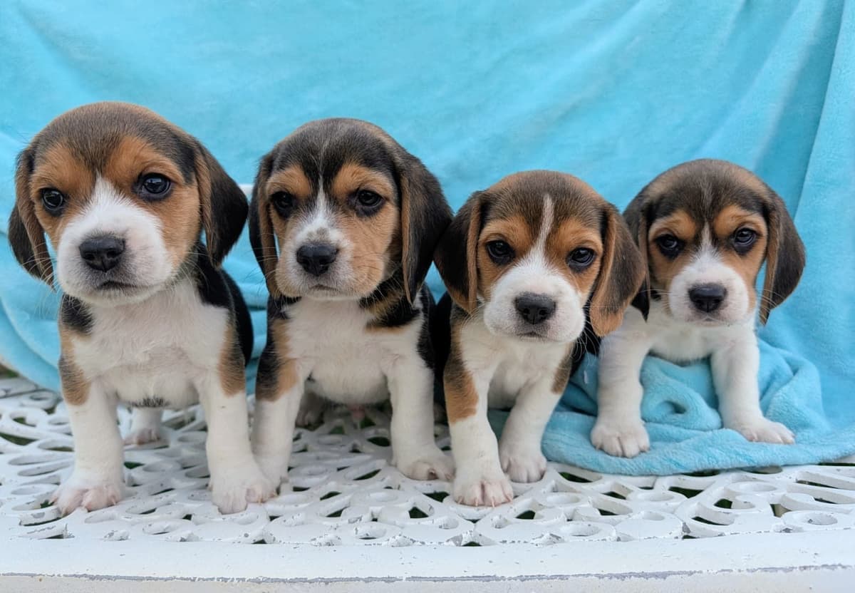 Rosehaven's Beagle Puppies breeder image 27