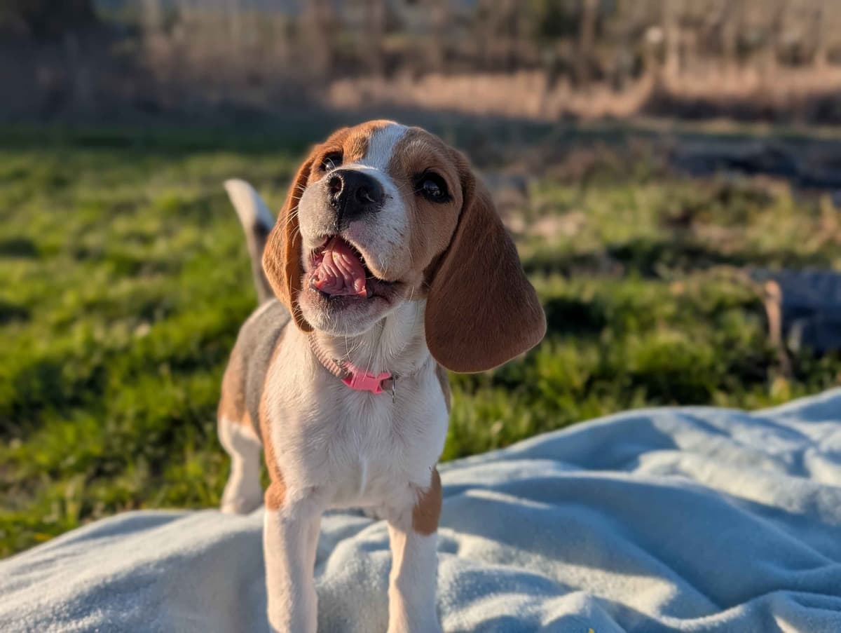 Rosehaven's Beagle Puppies breeder image 4
