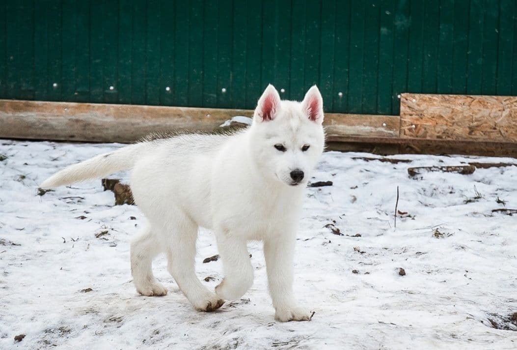 Siberian Husky Puppies breeder image 1