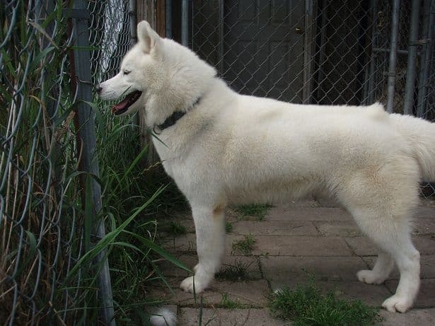 Siberian Husky Puppies breeder image 3
