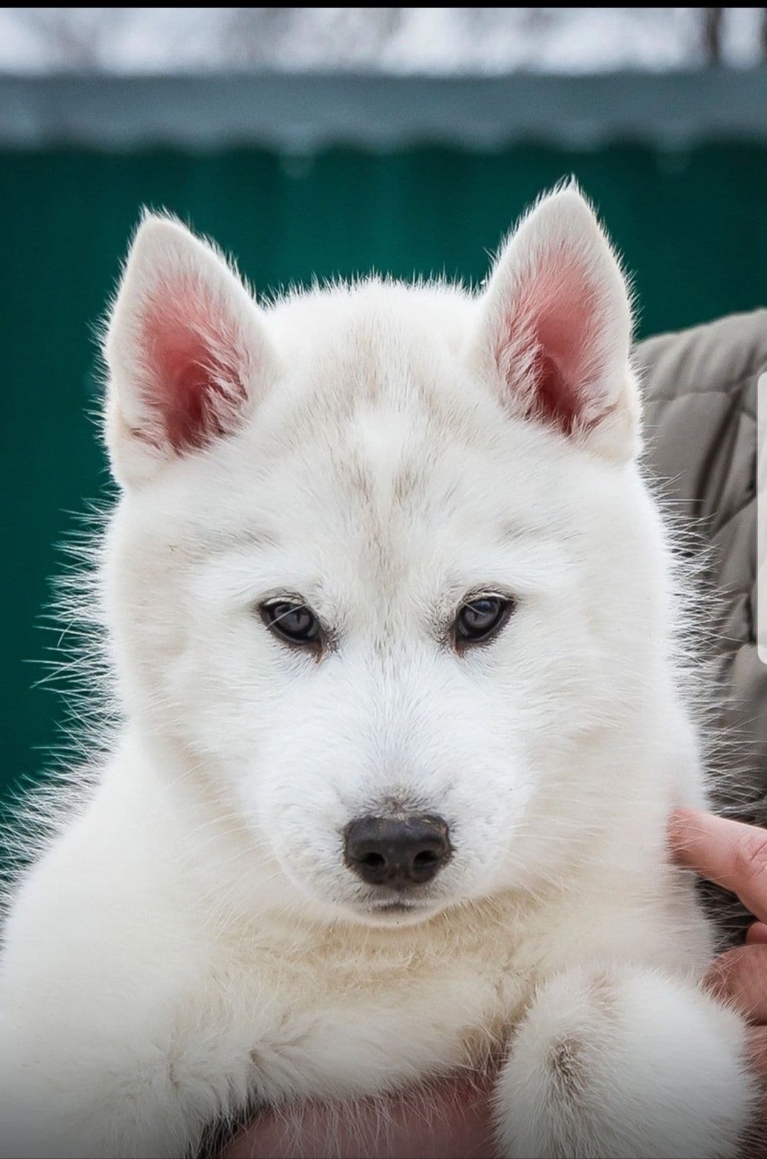 Siberian Husky Puppies breeder image 4