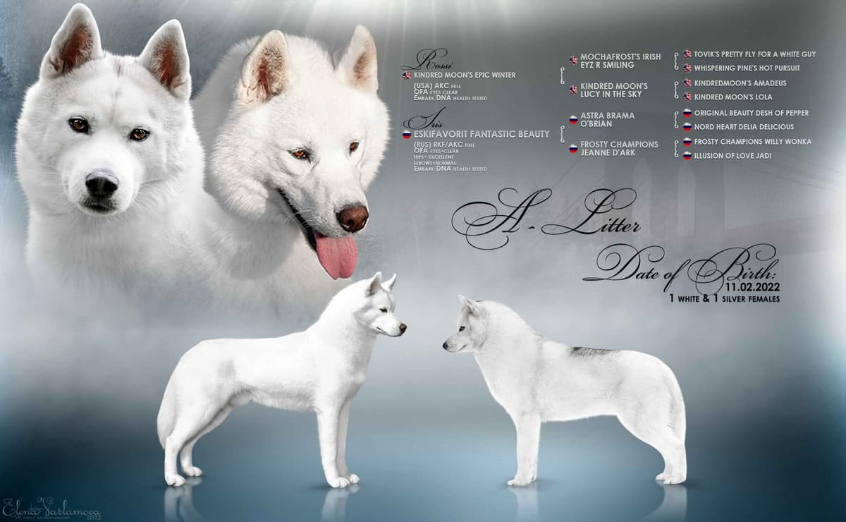 Siberian Husky Puppies breeder image 6