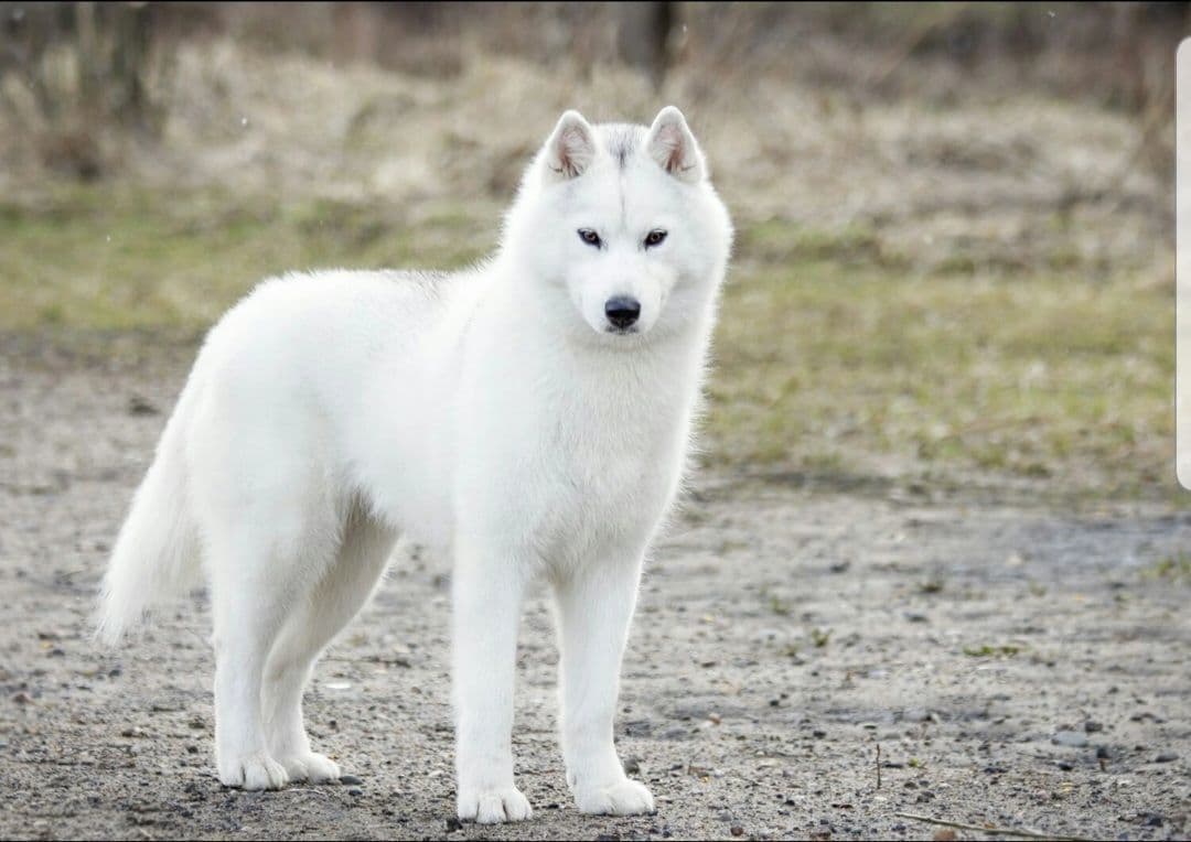 Siberian Husky Puppies breeder image 7